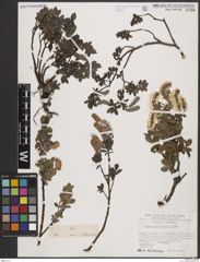 Foto von Salix breviserrata Flod.